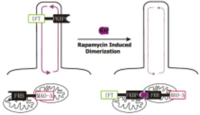 2018 Mol Biol Cell - Eguether (fig).jpg